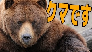 ポッキー / PockySweets 絶賛炎上中のクマの生活を体験できるゲーム!? - Bear Simulator YOUTUBE動画まとめ
