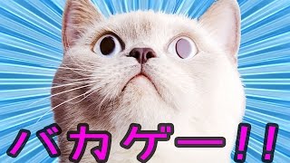 ポッキー / PockySweets 部屋の破壊神「猫」 - バカゲー 実況プレイ YOUTUBE動画まとめ